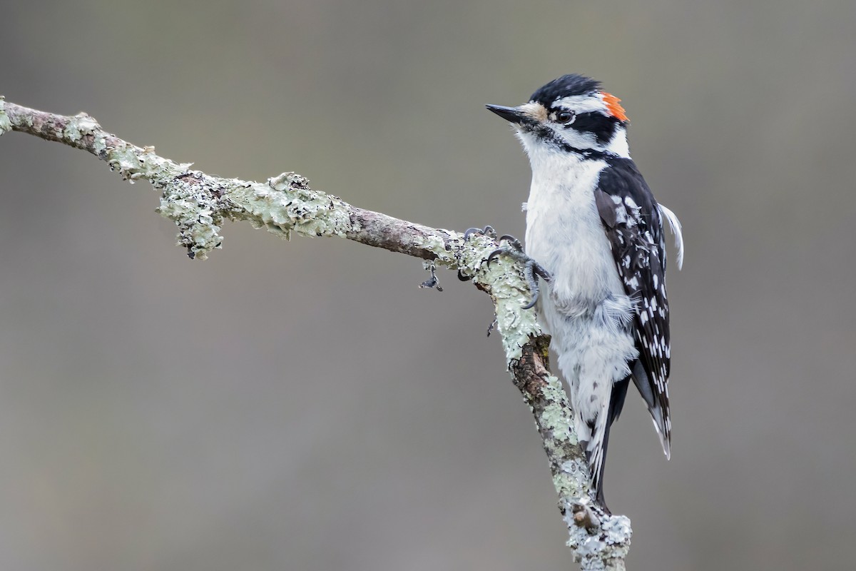 Downy Woodpecker - ML325252771