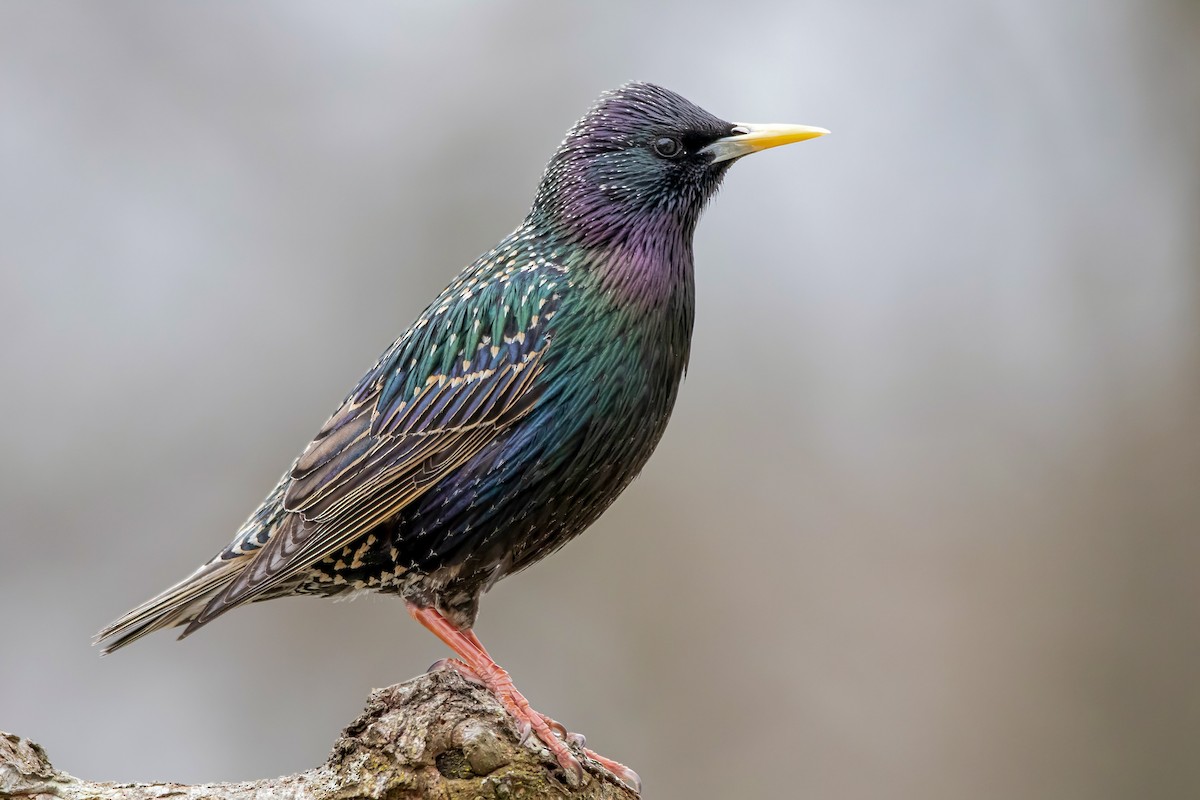 European Starling - ML325252901