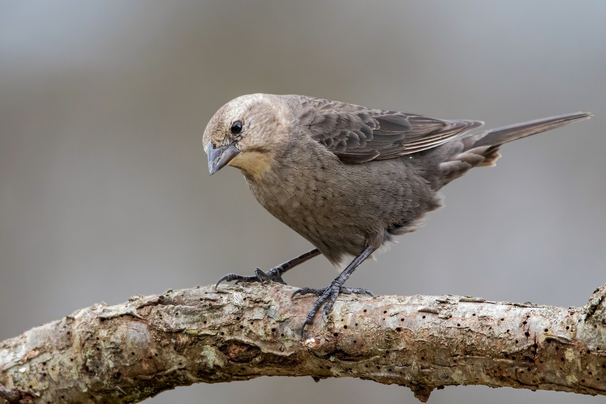 Brown-headed Cowbird - Matthew Plante