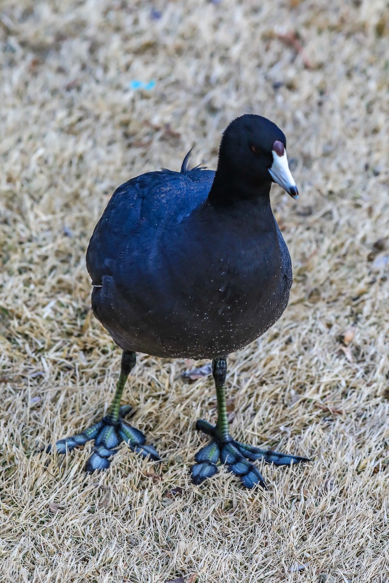 American Coot - ML325254471