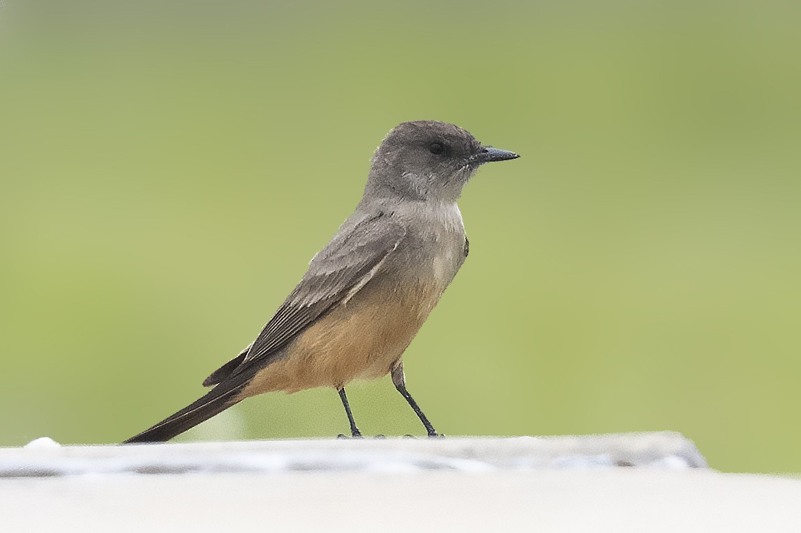 Say's Phoebe - ML325255281