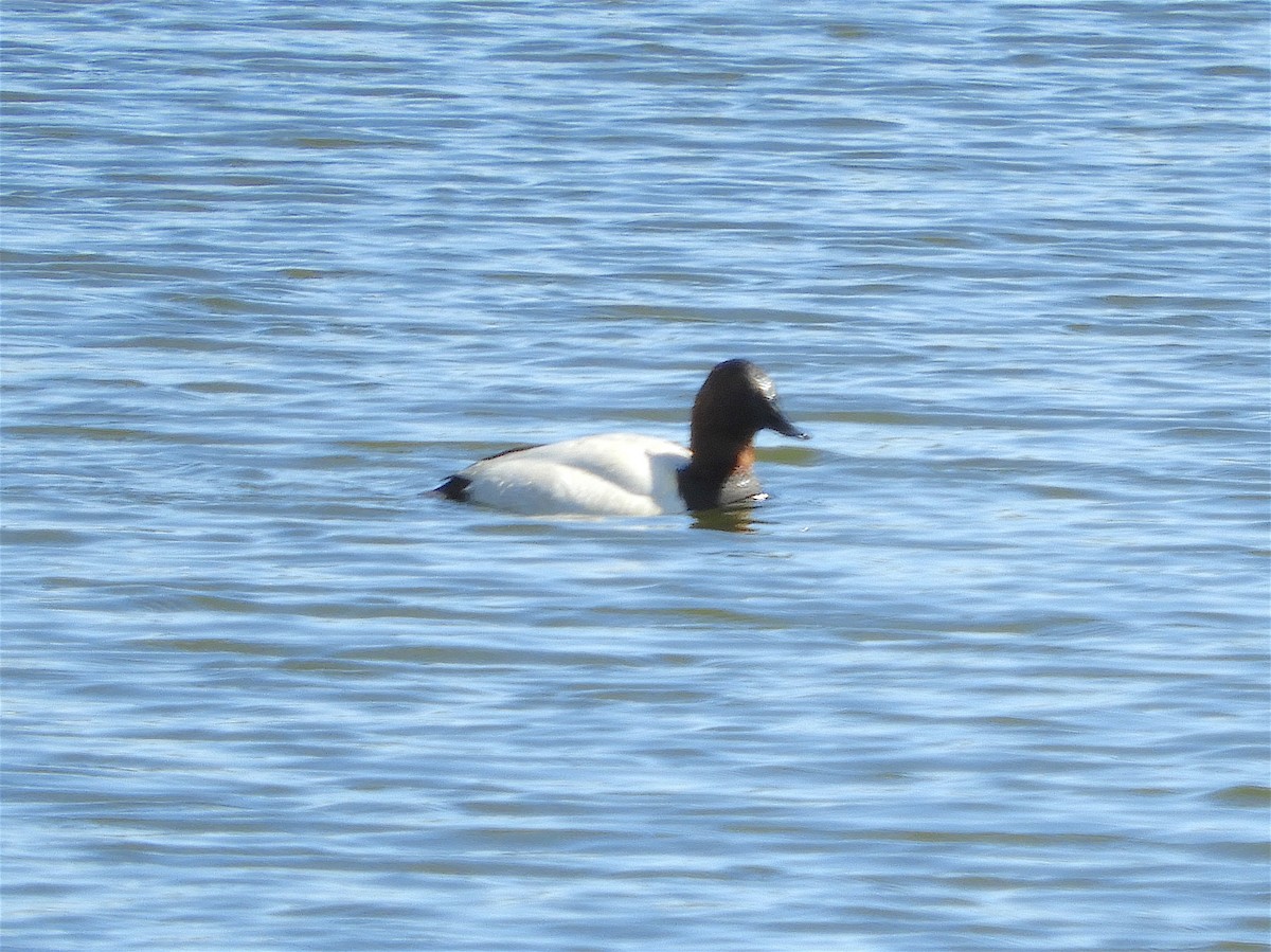 Canvasback - ML325255671