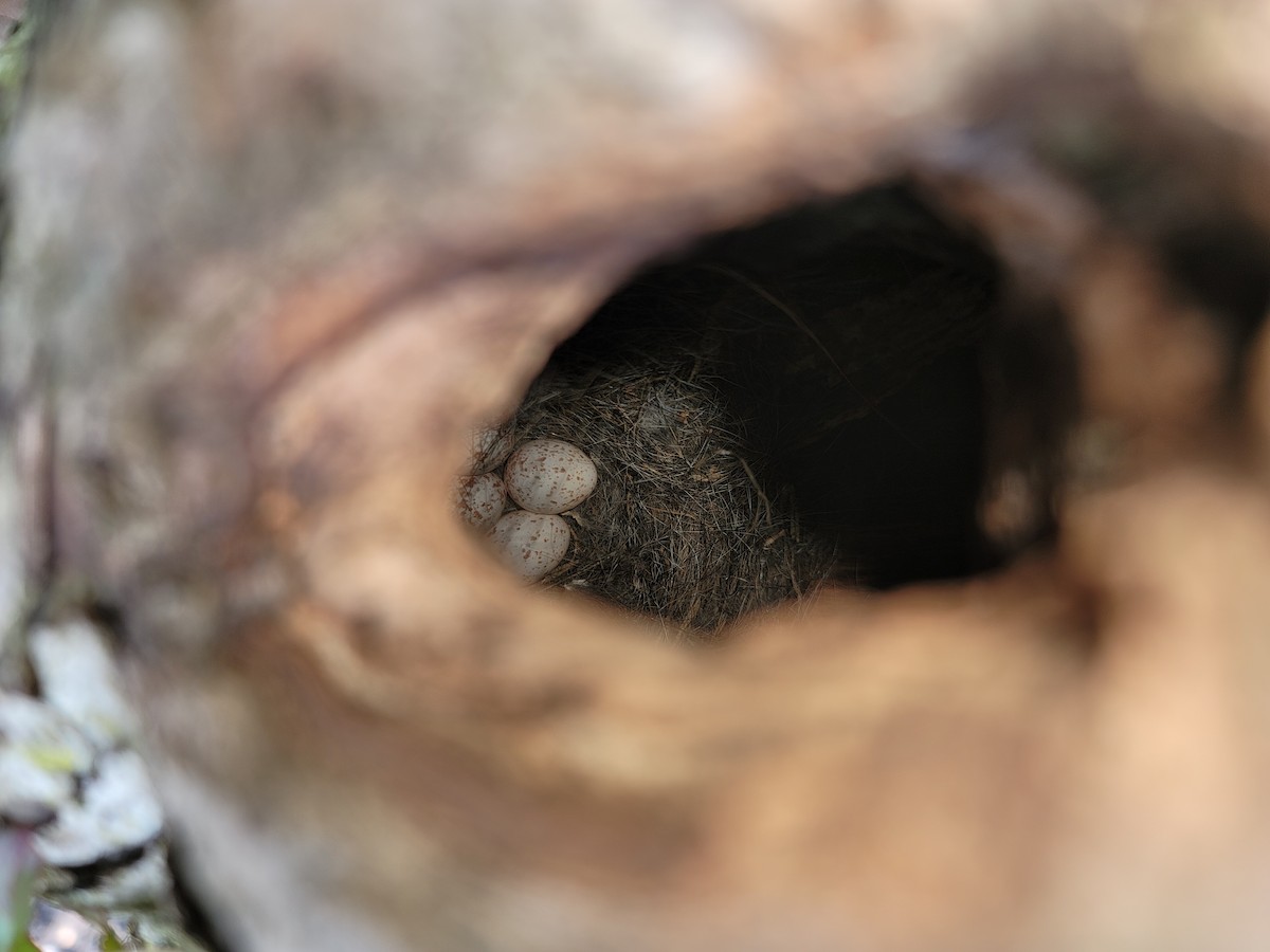 Carolina Chickadee - Ken Clark