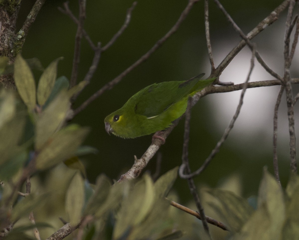 Tepui Parrotlet - ML325256531