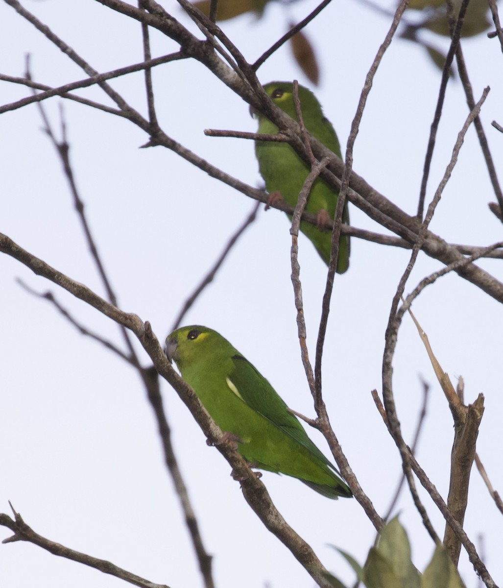 Tepui Parrotlet - ML325256561