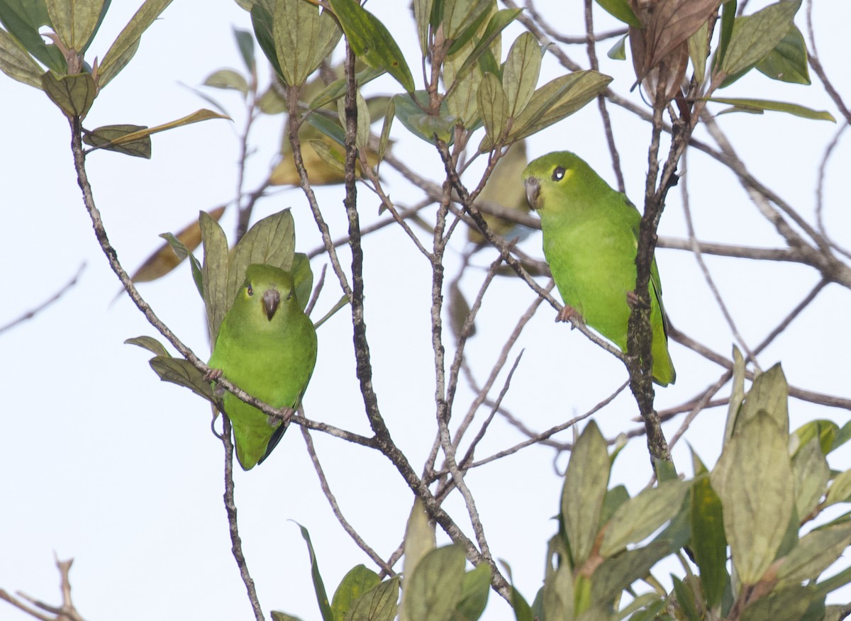 Tepui Parrotlet - ML325256881