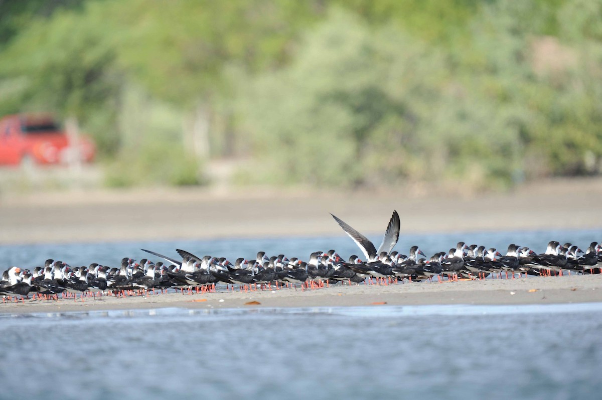 Black Skimmer - ML32525701