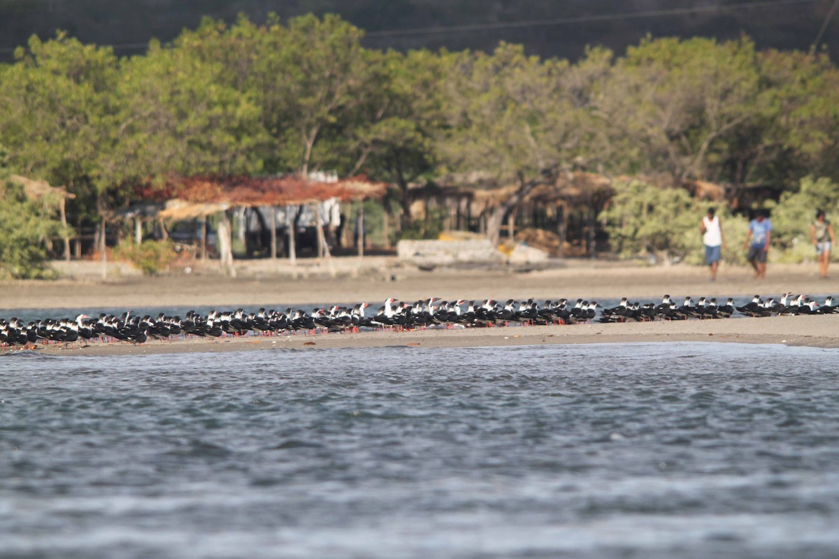 Black Skimmer - ML32525711