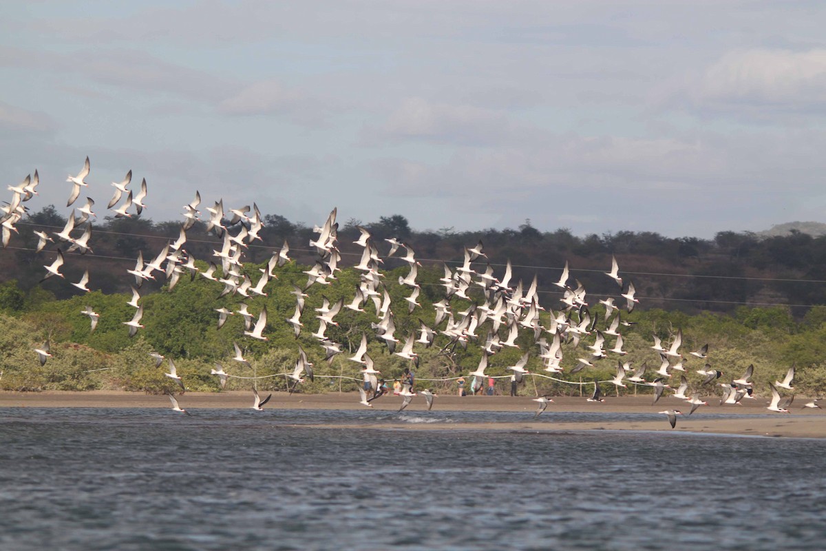 Black Skimmer - ML32525721