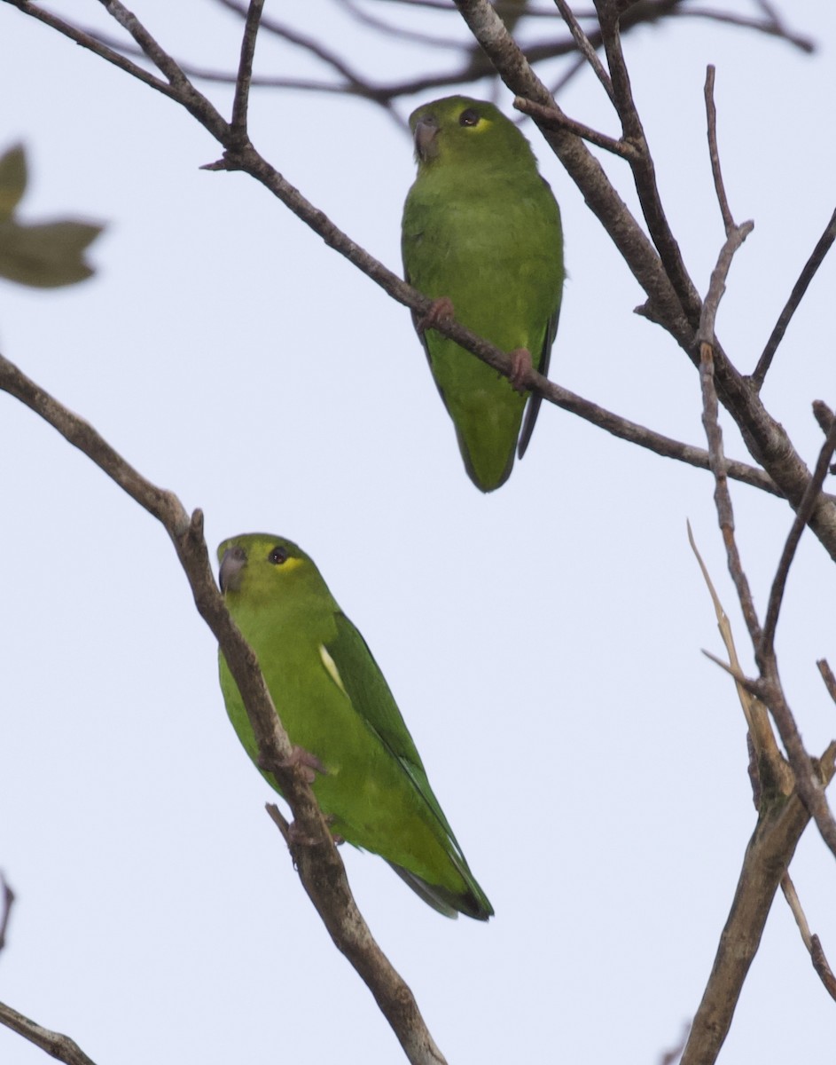 Tepui Parrotlet - ML325258961