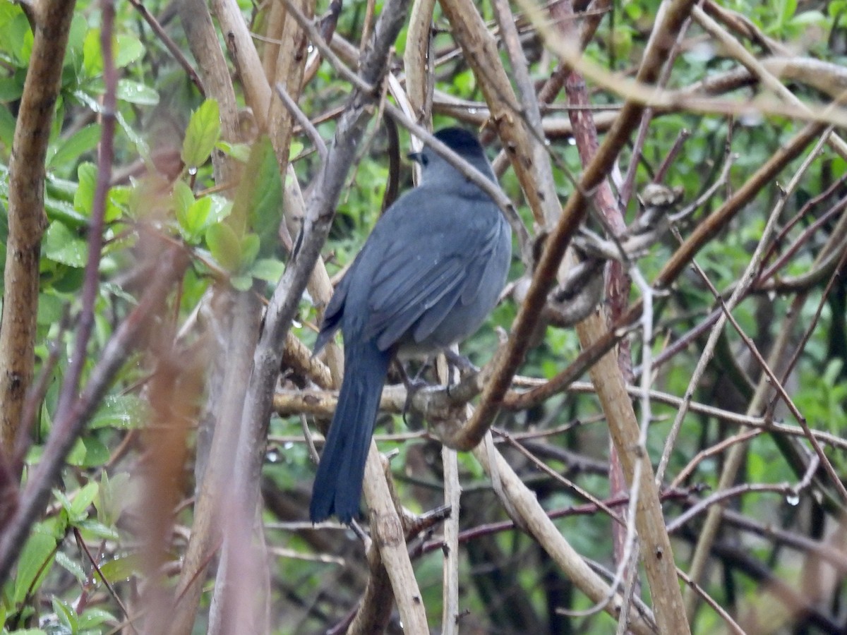 Gray Catbird - ML325260531