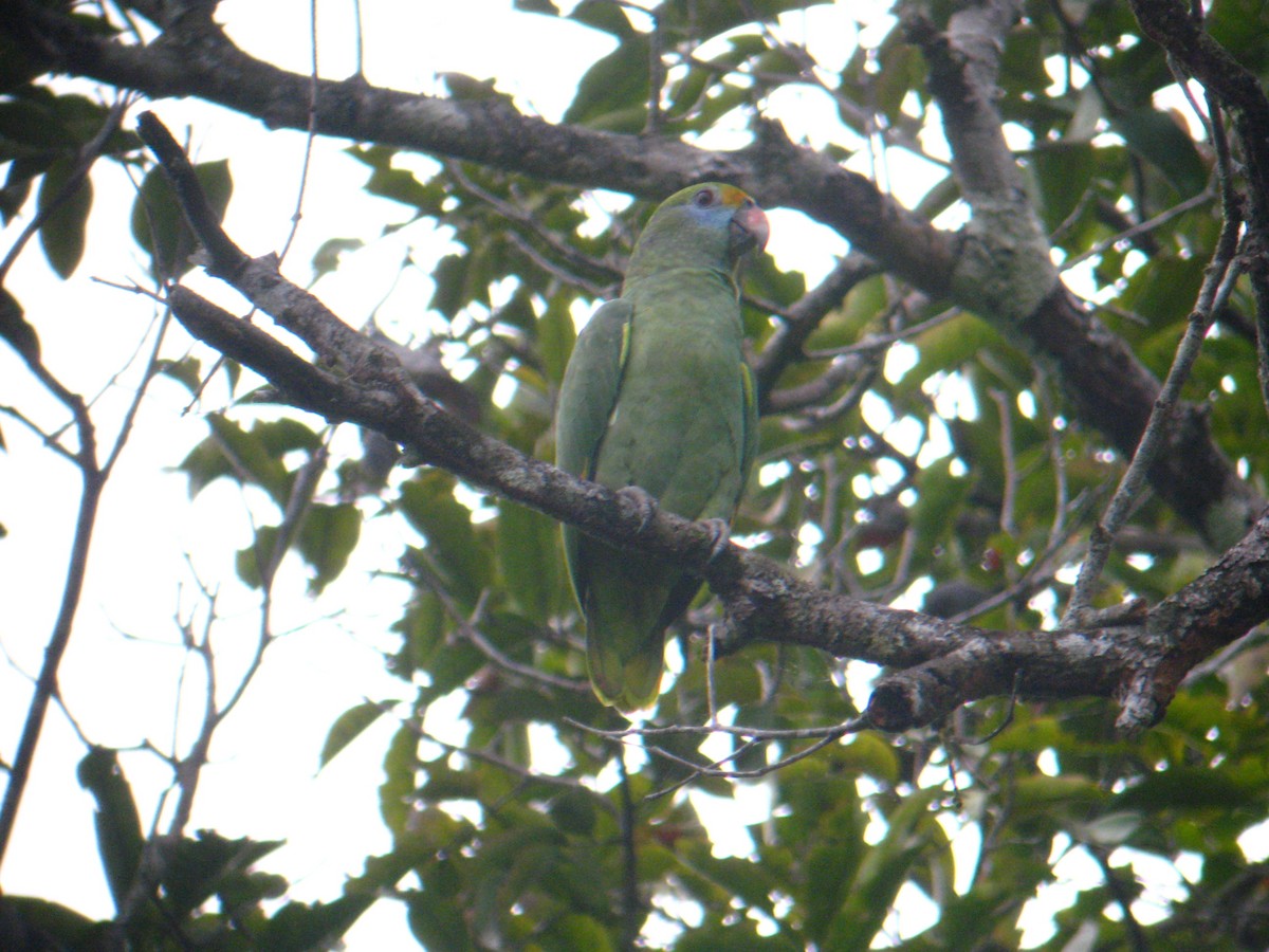 Blue-cheeked Amazon - David Ascanio