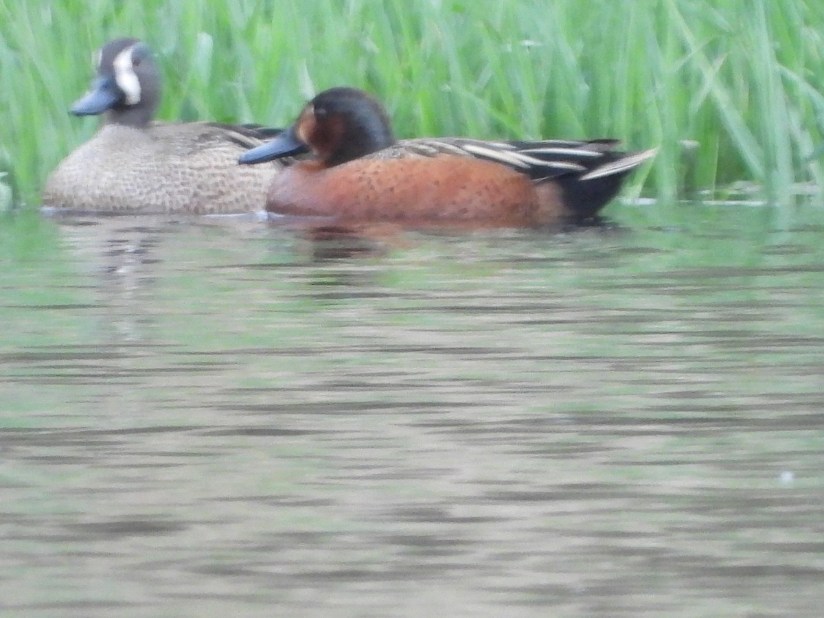 Blue-winged x Cinnamon Teal (hybrid) - ML325266891