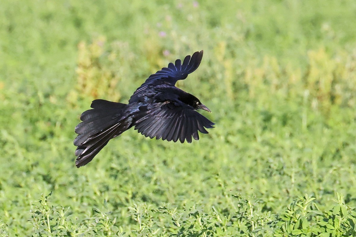 Great-tailed Grackle - ML325269121