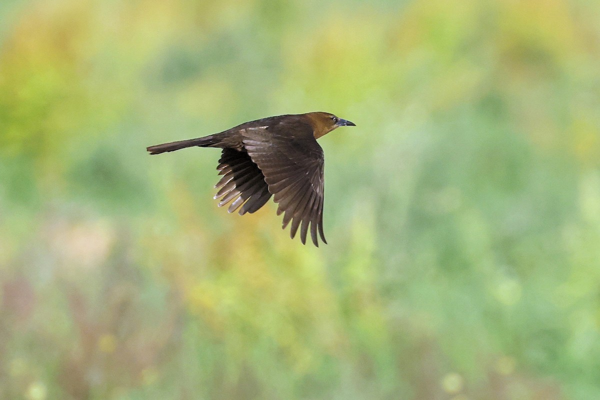 Great-tailed Grackle - ML325269201