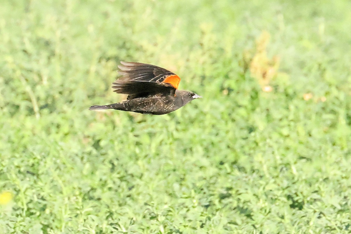 Red-winged Blackbird - ML325269591