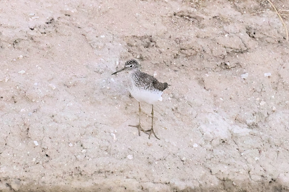 Solitary Sandpiper - ML325269661