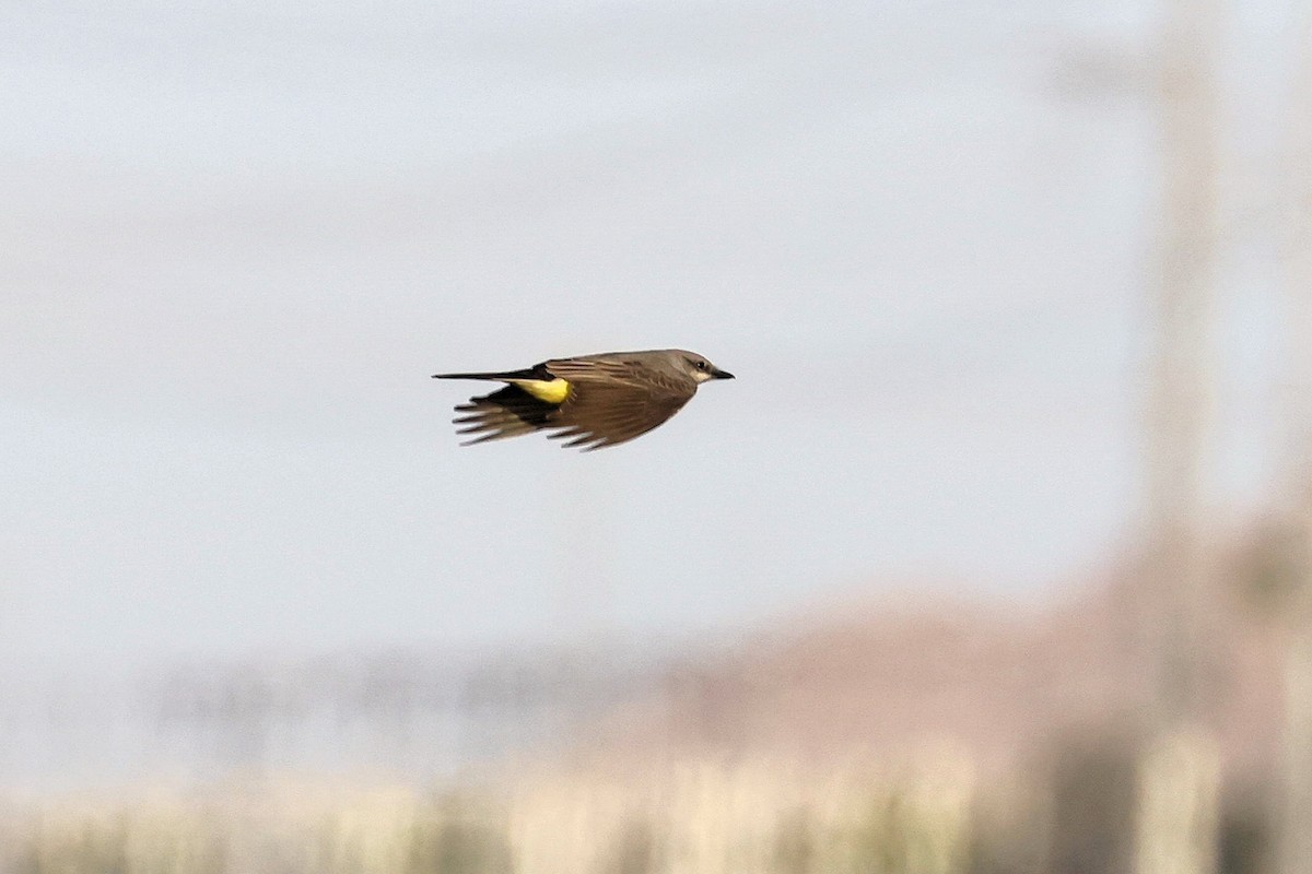 Western Kingbird - ML325269761