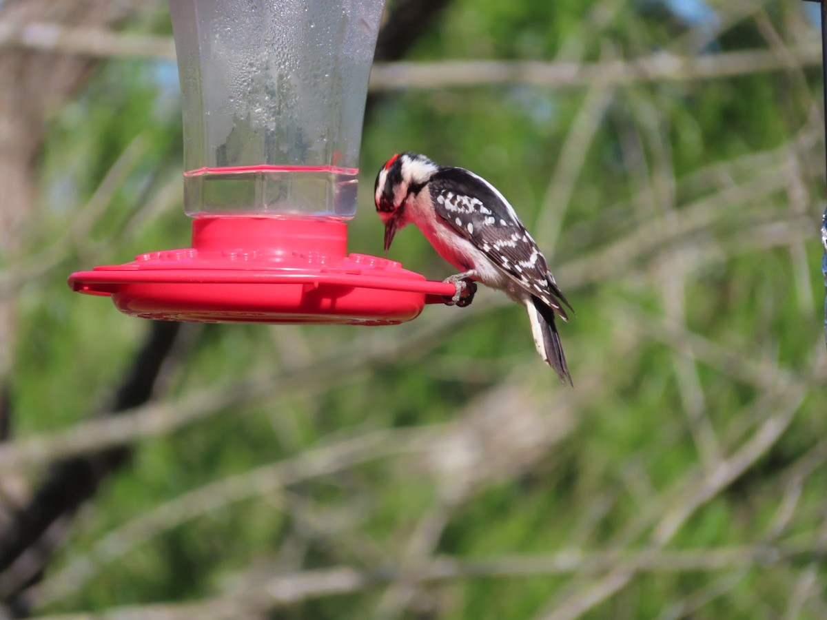 Downy Woodpecker - ML325269881