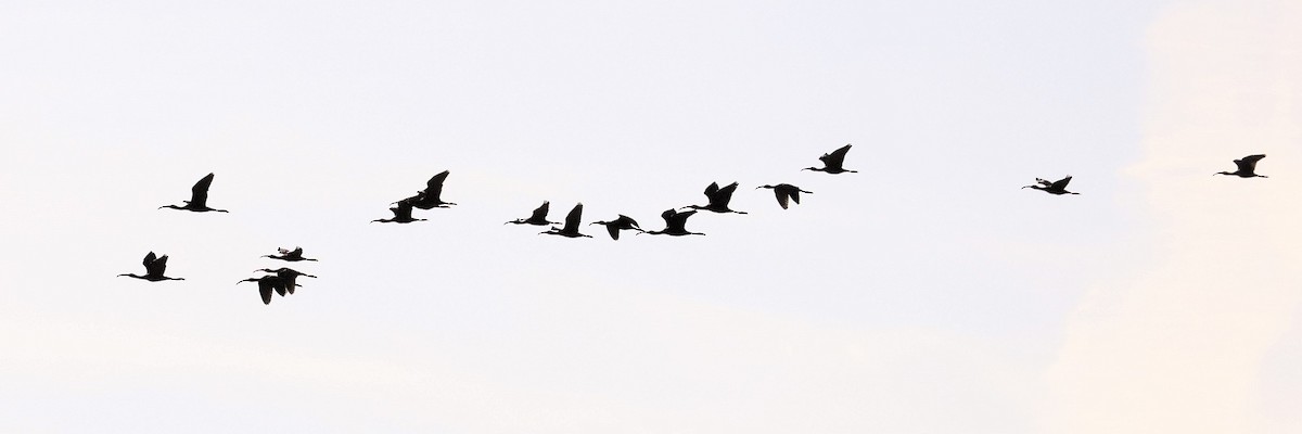 White-faced Ibis - ML325269941