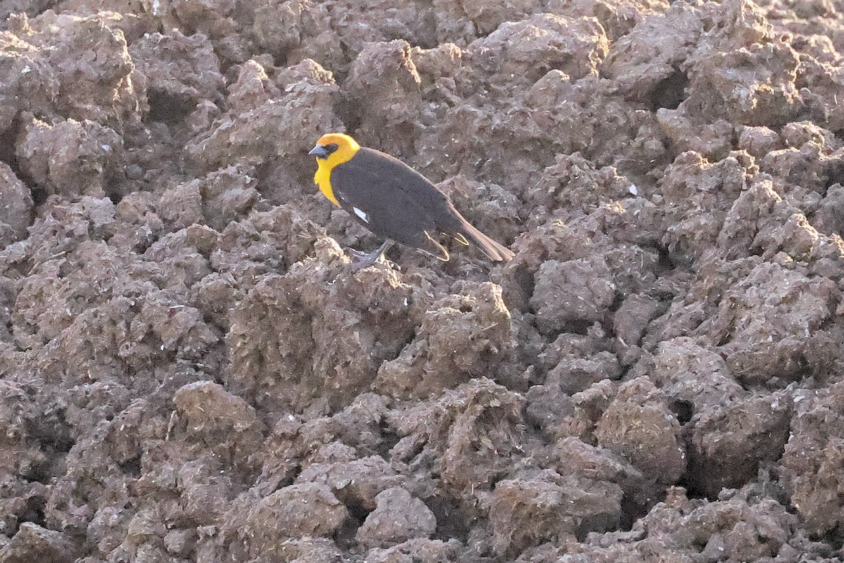 Yellow-headed Blackbird - ML325270041