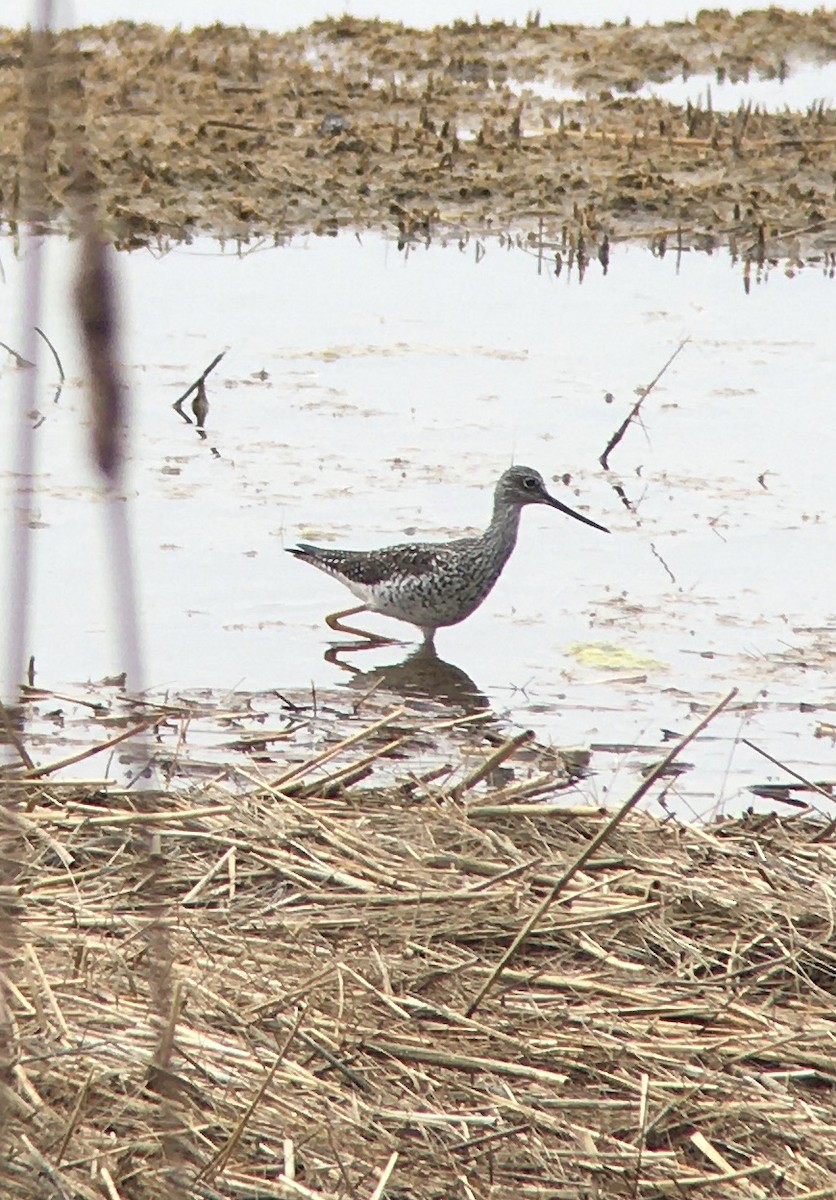 Greater Yellowlegs - ML325271271