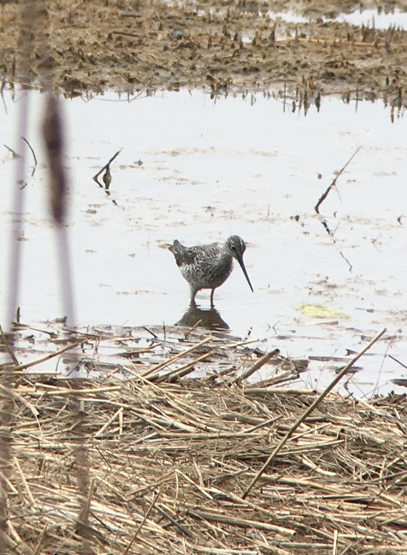 Greater Yellowlegs - Maria Moyser