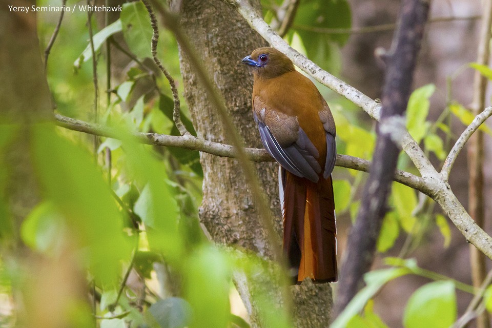 Trogon à tête rouge - ML32527261