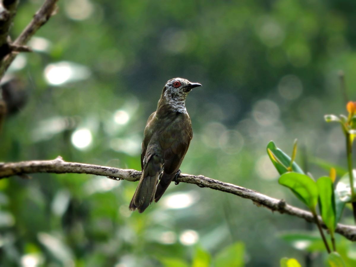 Little Bronze-Cuckoo - ML32527341