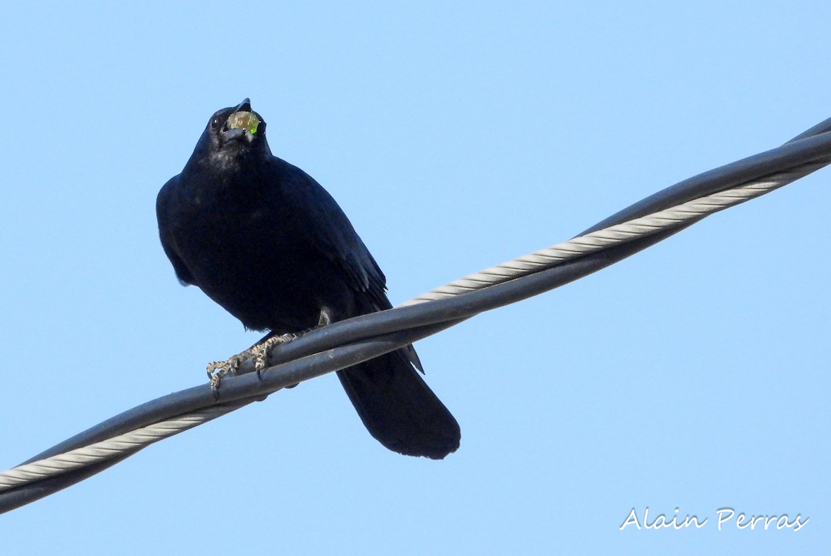 Fish Crow - ML325274401