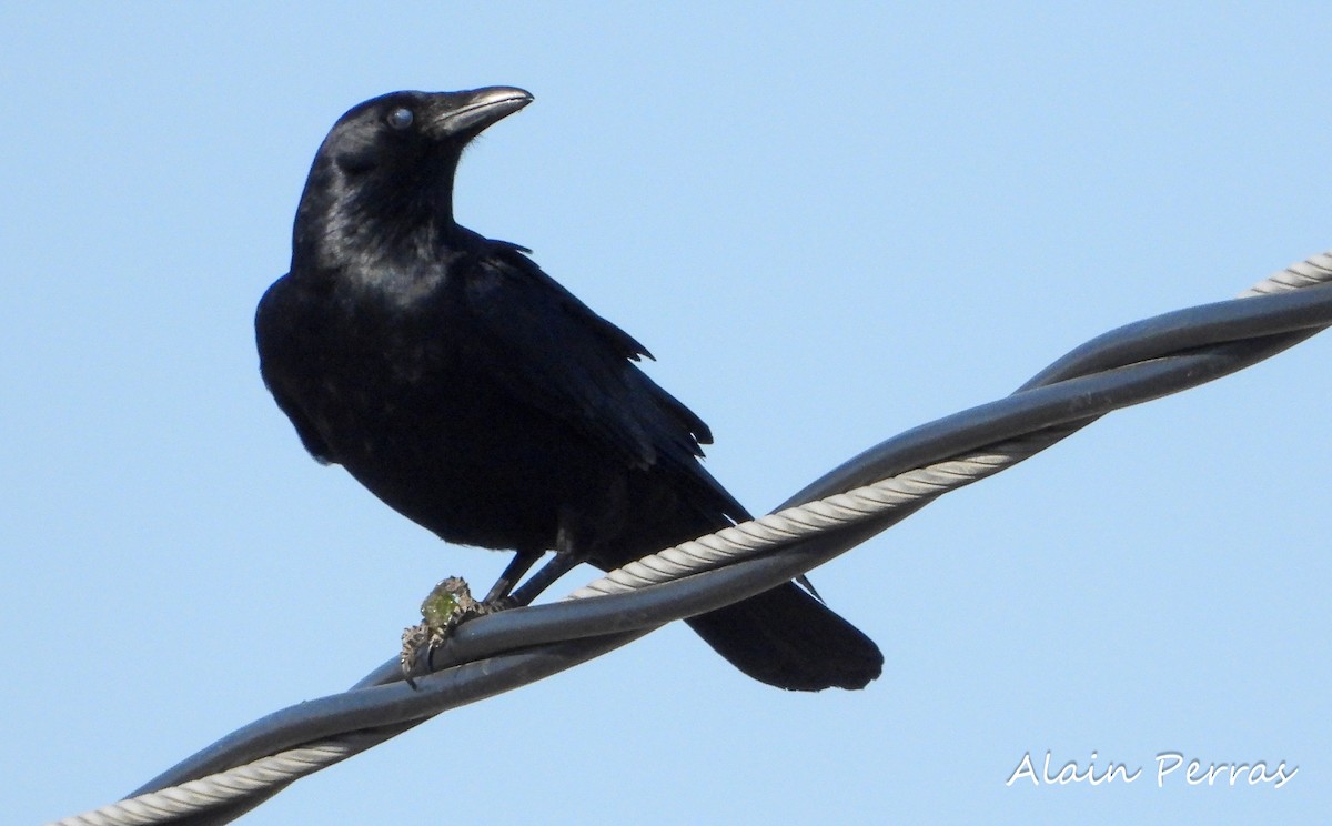 Fish Crow - ML325274411