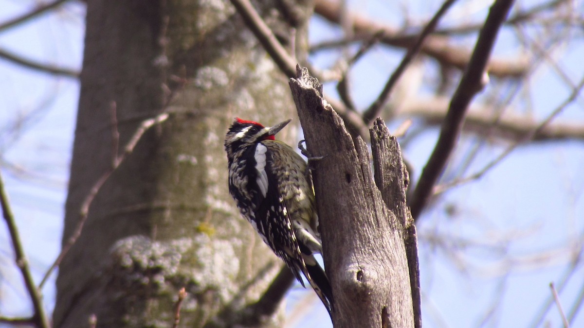 Yellow-bellied Sapsucker - ML325276751