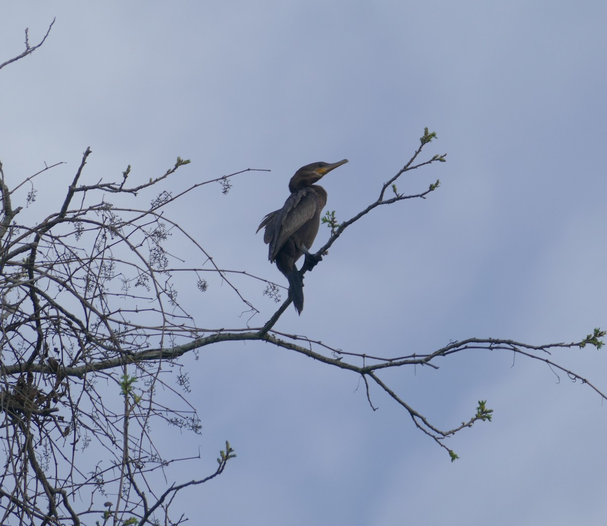 Neotropic Cormorant - ML325276871