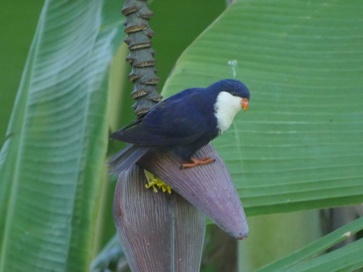 ノドジロルリインコ - ML32527791