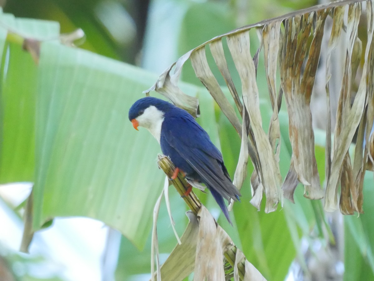 Blue Lorikeet - Peter Lowe