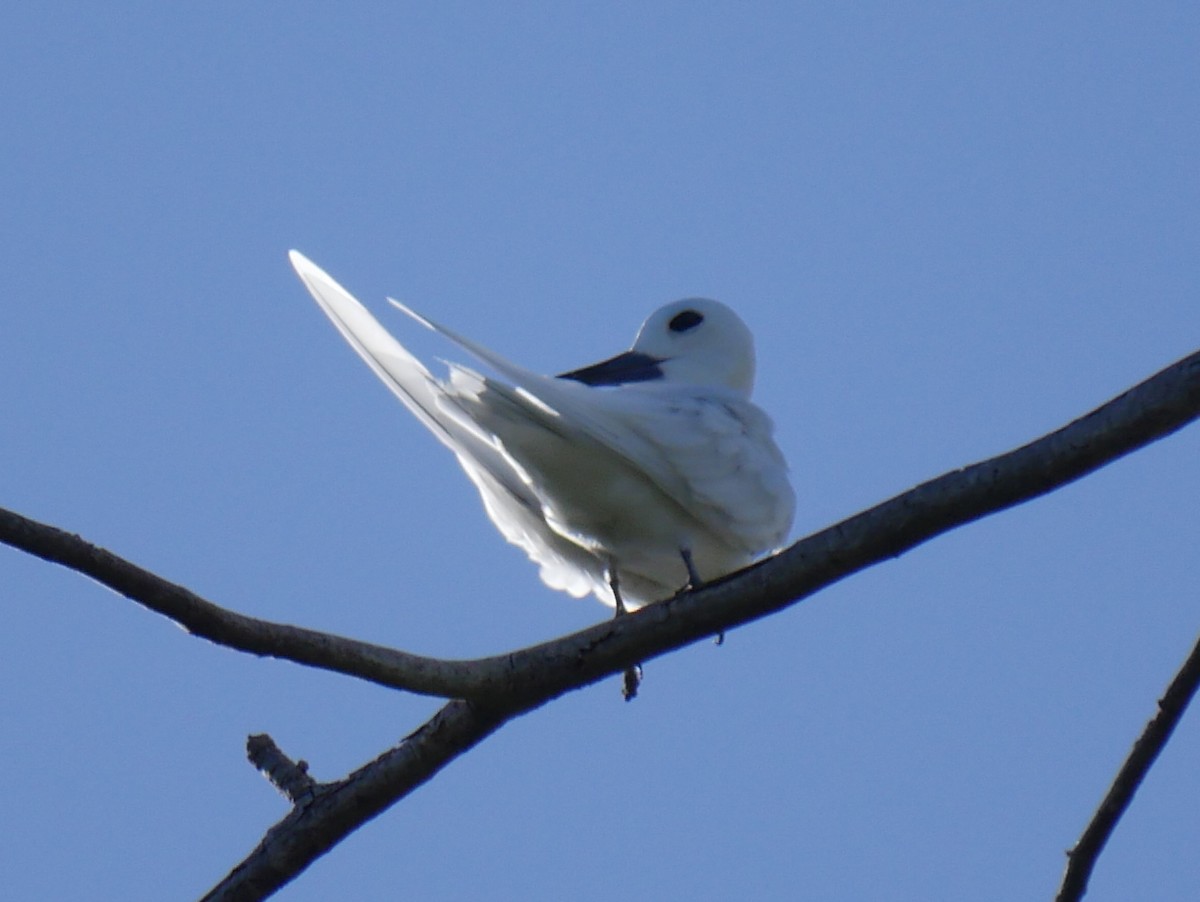 White Tern - ML32527921