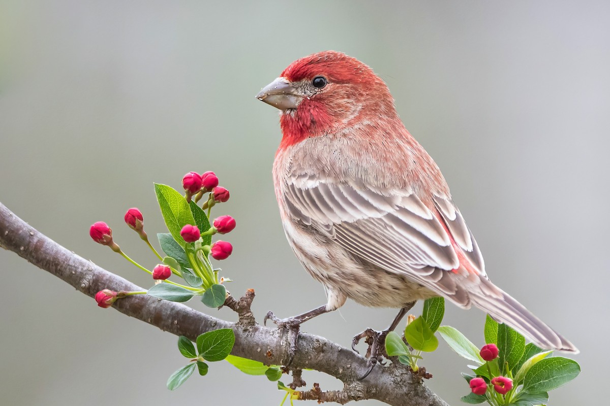 House Finch - ML325279211