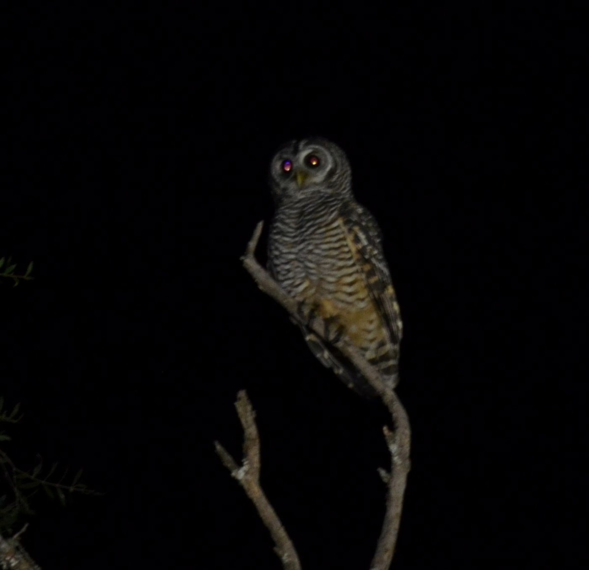 Chaco Owl - ML325279361