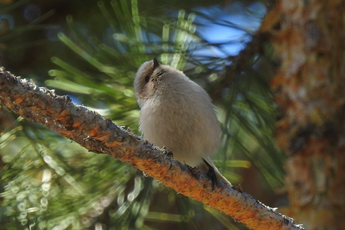 Bushtit - ML325281761