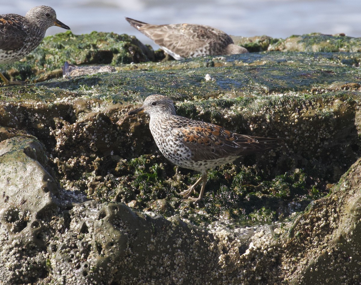 Surfbird - ML325282131