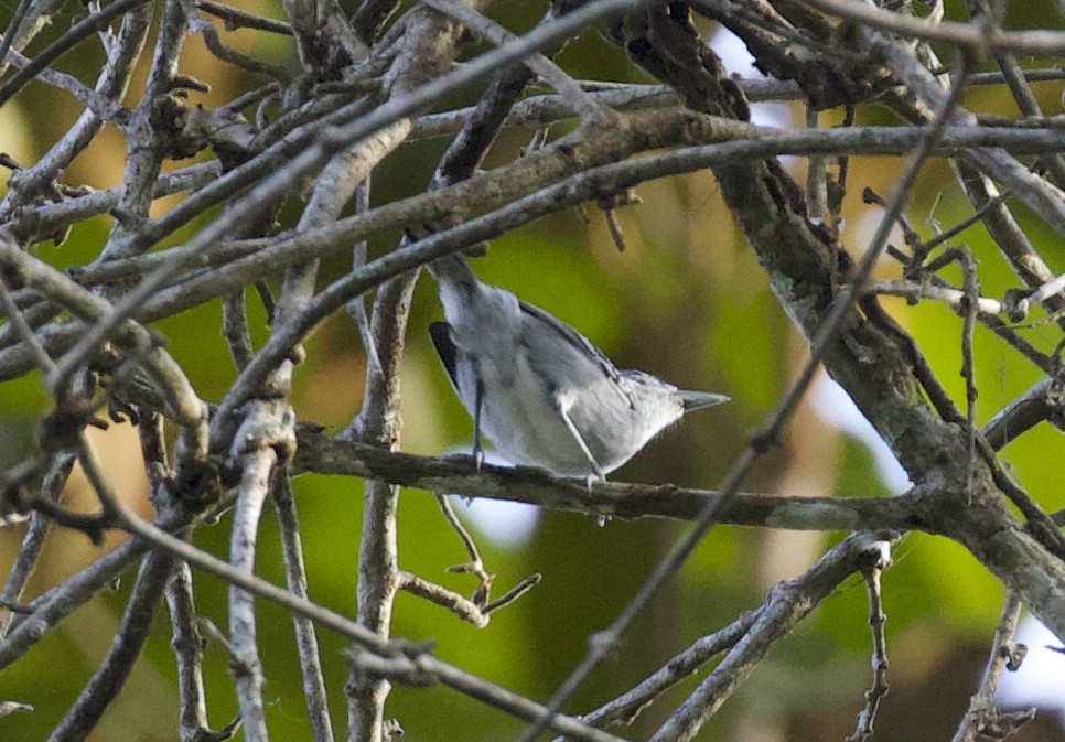 Spot-tailed Antwren - ML325283131