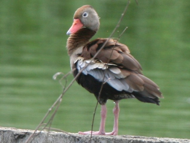 Black-bellied Whistling-Duck - James Timmons