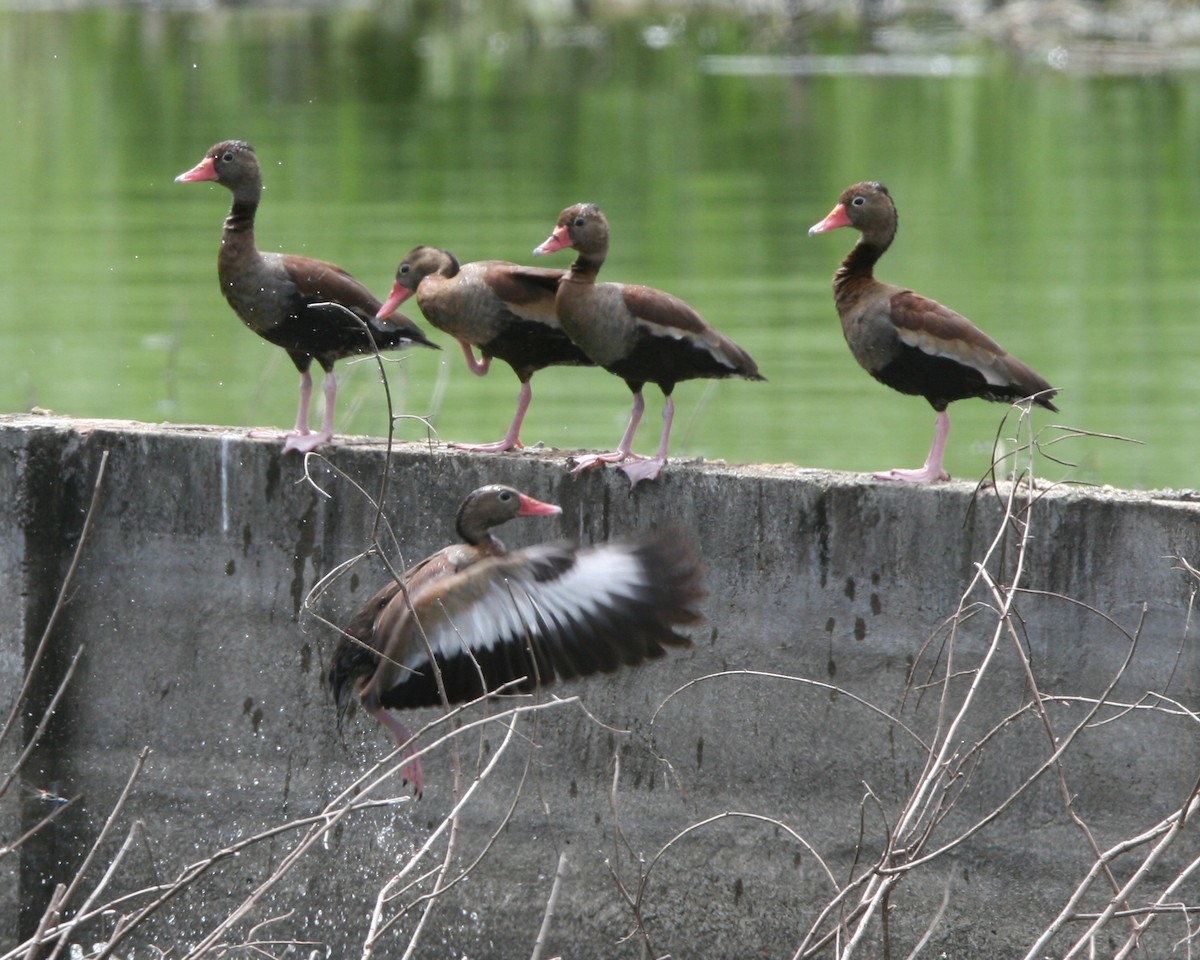 Black-bellied Whistling-Duck - ML325286841