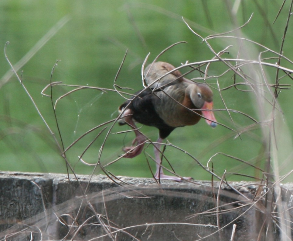 Black-bellied Whistling-Duck - ML325286871