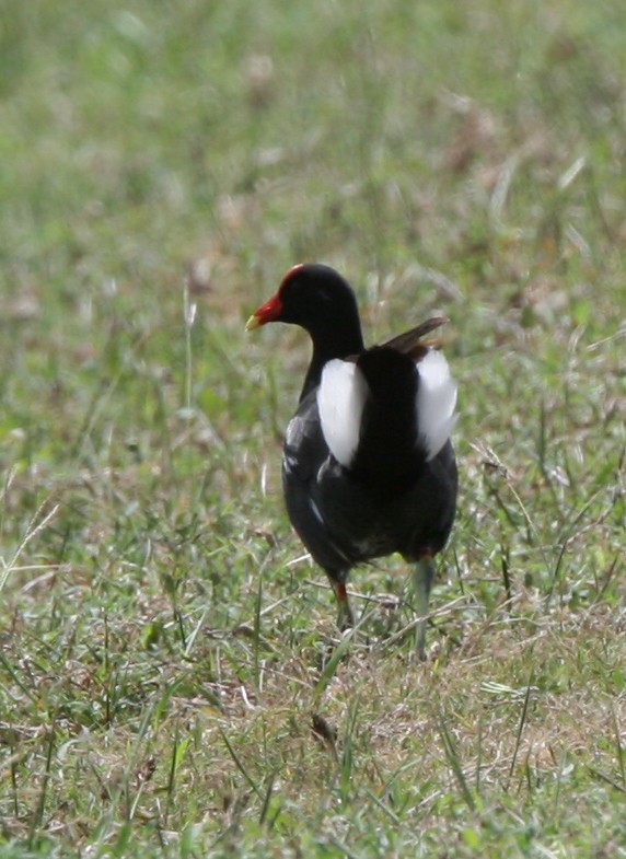 Common Gallinule - ML325286971