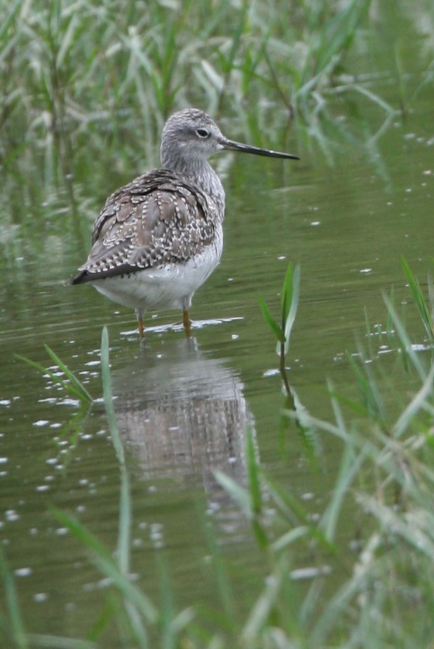 Greater Yellowlegs - ML325287541