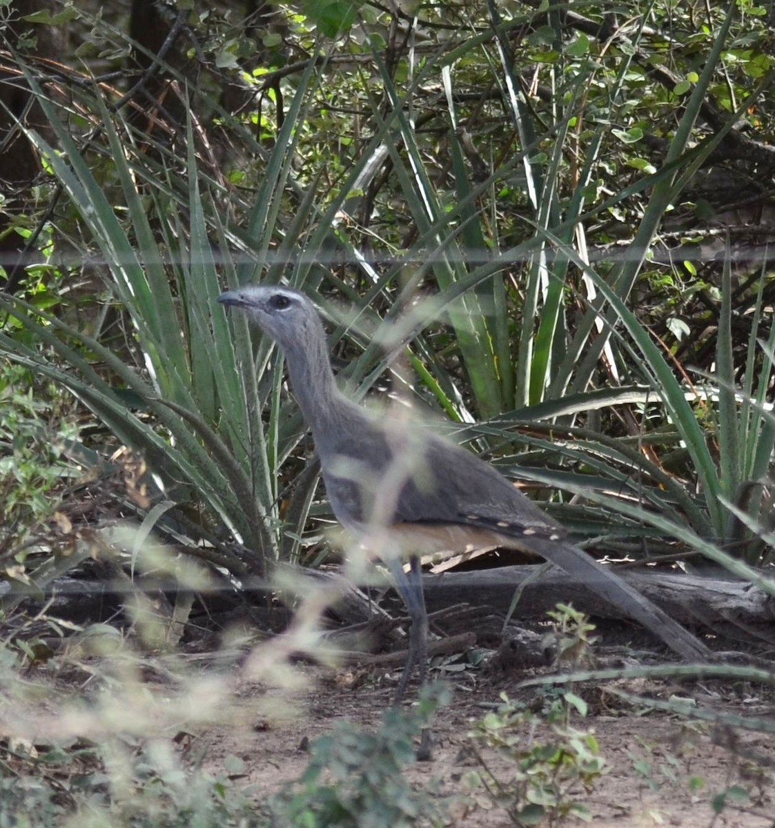 Black-legged Seriema - Eugenia Boggiano