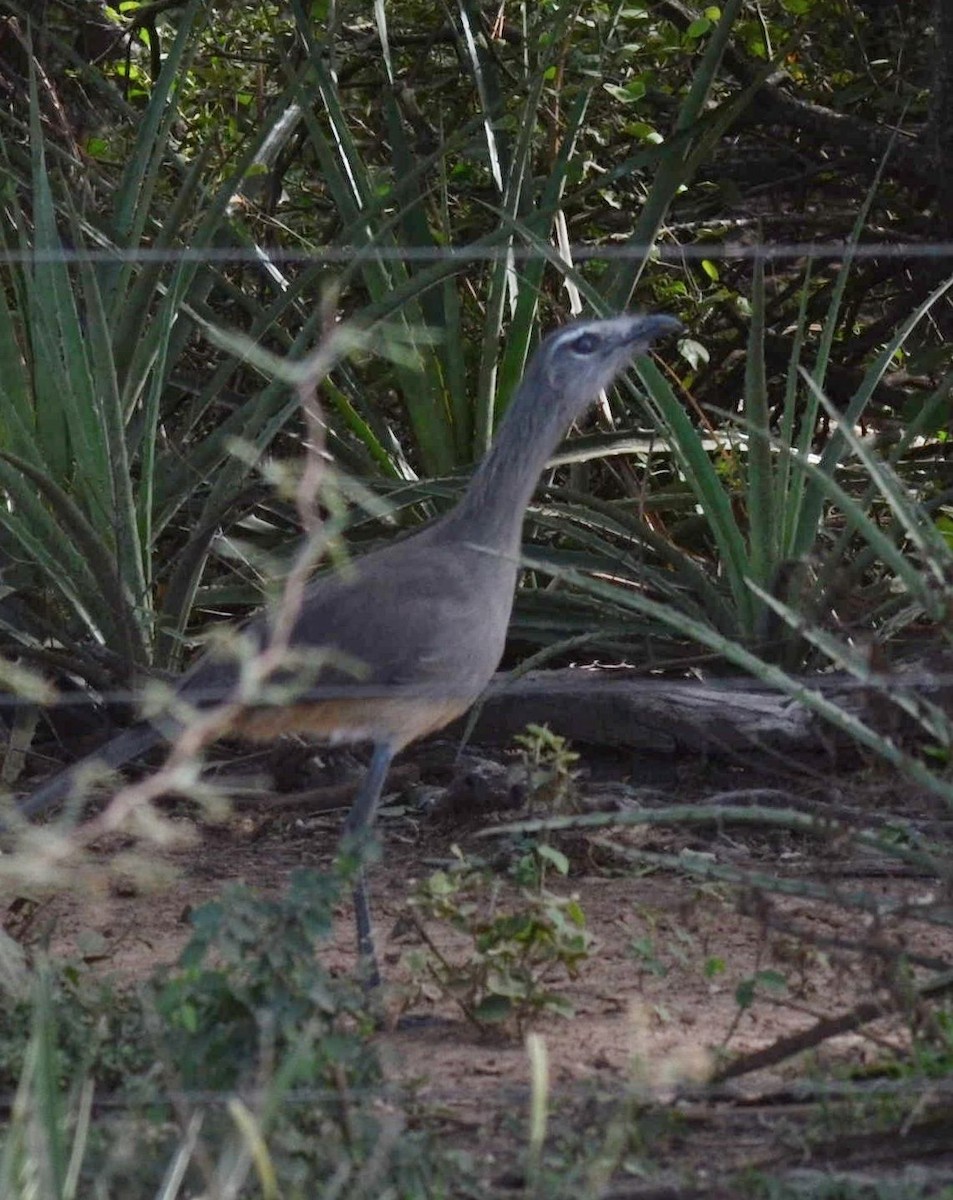 Black-legged Seriema - Eugenia Boggiano