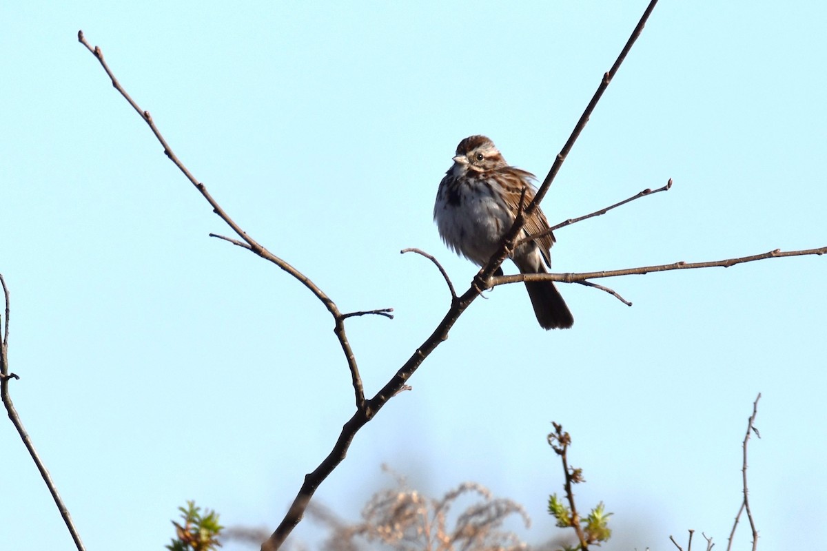 Song Sparrow - ML325287731