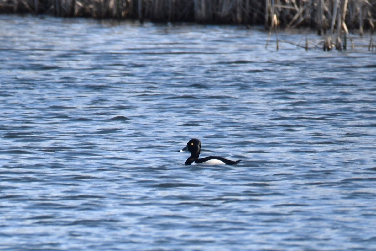 Ring-necked Duck - ML325287921